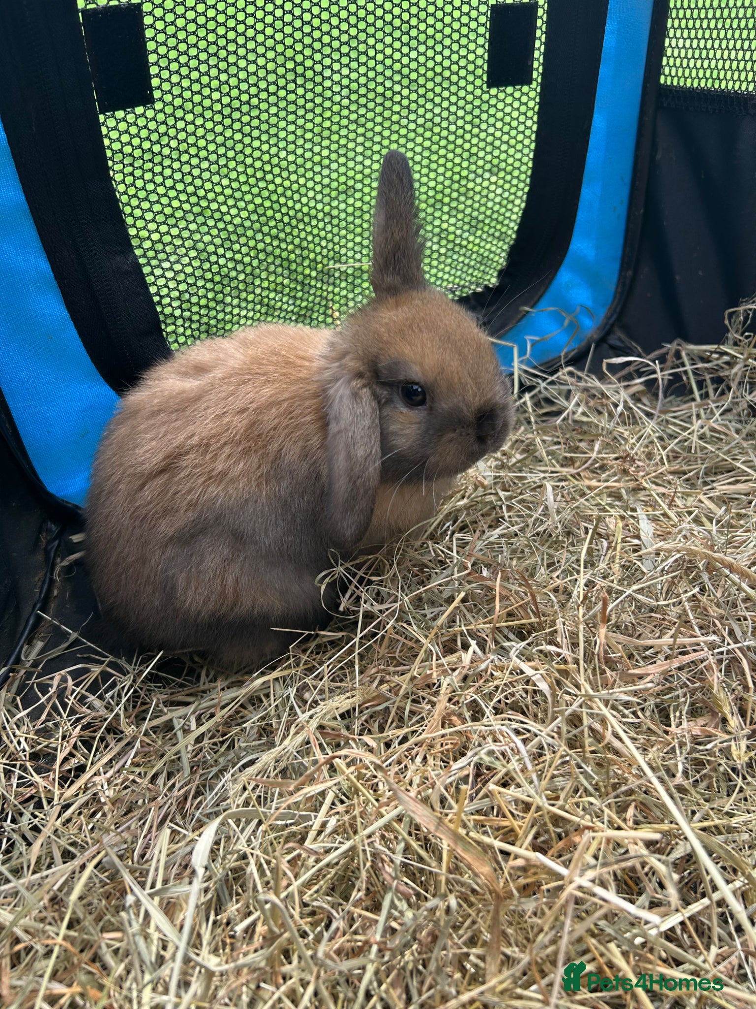 Mini Lop rabbits 2 pure mini lops - Advert 1