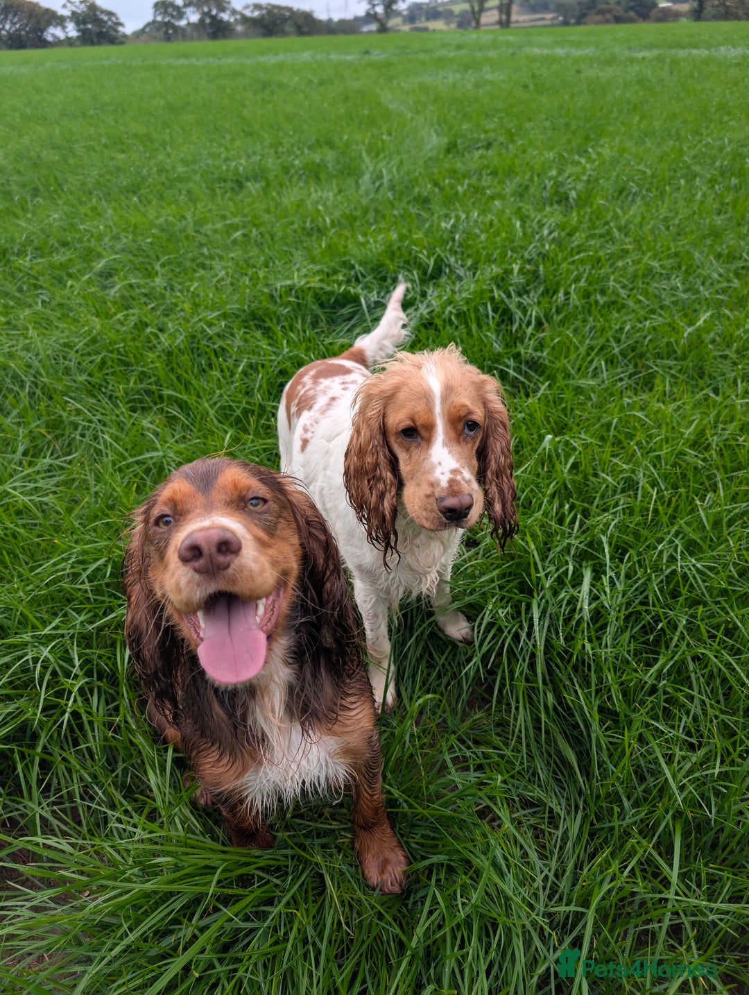 Cocker Spaniel dogs for sale: Beautiful cocker spaniel pups  - Image 23