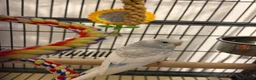 Budgerigars birds for sale: 2 Budgies with Cage - Advert 7