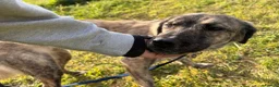 Mixed Breed dogs for adoption: Ebony - Norwich Norfolk  in Norwich - Advert 18