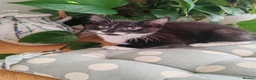Mixed Breed cats for sale: ❤️❤️❤️ Adorable Kittens ❤️❤️❤️  - Advert 16