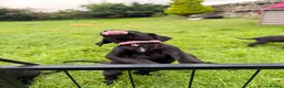 Great Danoodle dogs for sale: Extremely rare greatdoodles ready now  - Advert 11