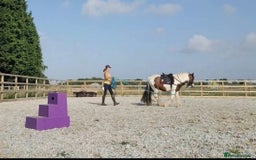 Irish Cob horses for sale: Lovely Cob  - Image 3