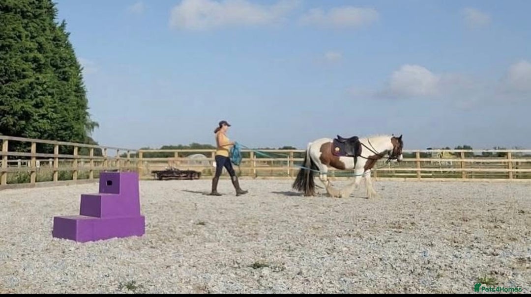 Irish Cob horses for sale: Lovely Cob  - Image 3