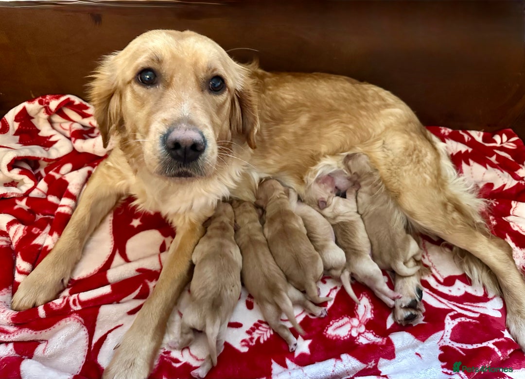 Golden Retriever dogs for sale: Golden retriever puppies kc reg dark - Advert 1