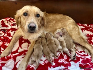 Golden Retriever dogs Golden retriever puppies kc reg dark - Advert 2