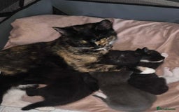 Mixed Breed cats for sale: beautiful baby boy kitten  - Image 5