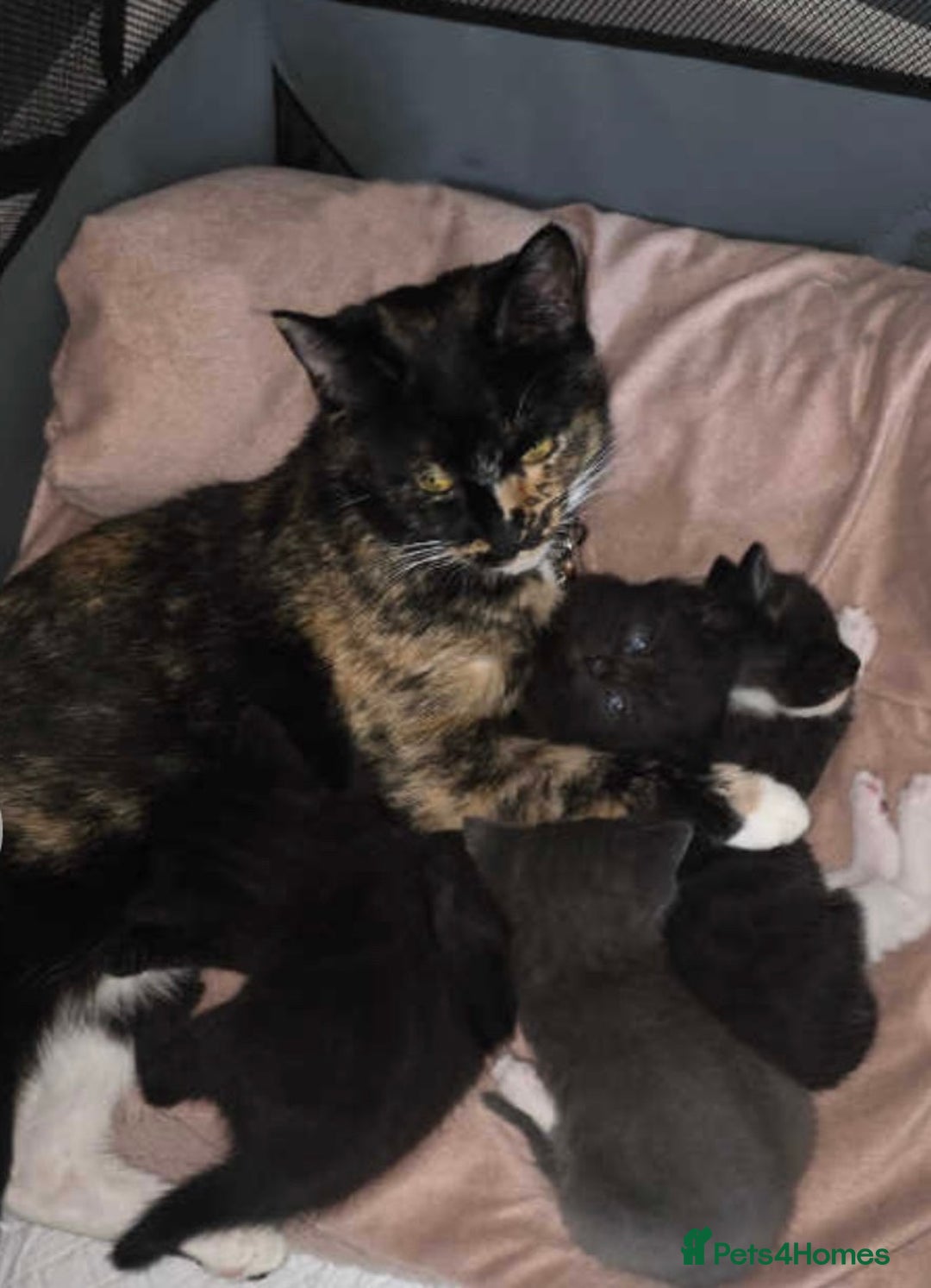 Mixed Breed cats for sale: beautiful baby boy kitten  - Image 5