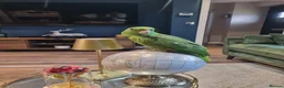 Parrots birds for sale: Talking Yellow naped amazon  - Advert 6