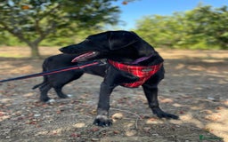 Mixed Breed dogs for adoption: Lovely Leah - Image 12