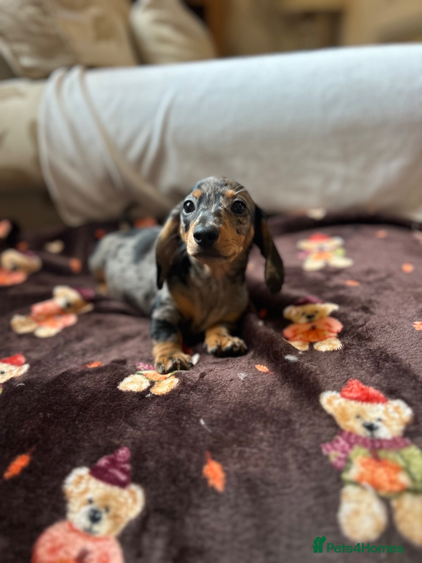 Miniature Dachshund dogs Miniature dashaund puppy’s ready now  - Advert 16