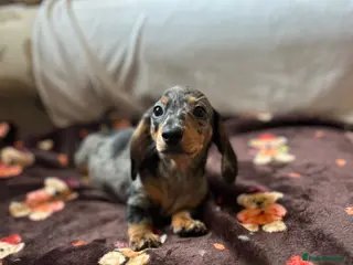 Miniature Dachshund dogs Miniature dashaund puppy’s ready now - Advert 16