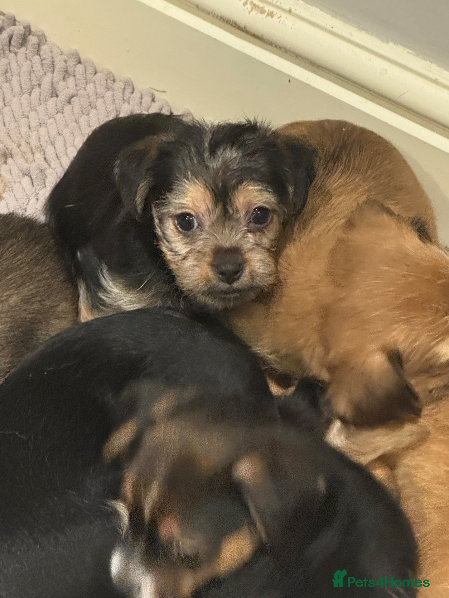 Chorkie dogs Gorgeous chorkie puppies 1 girl left  - Advert 1