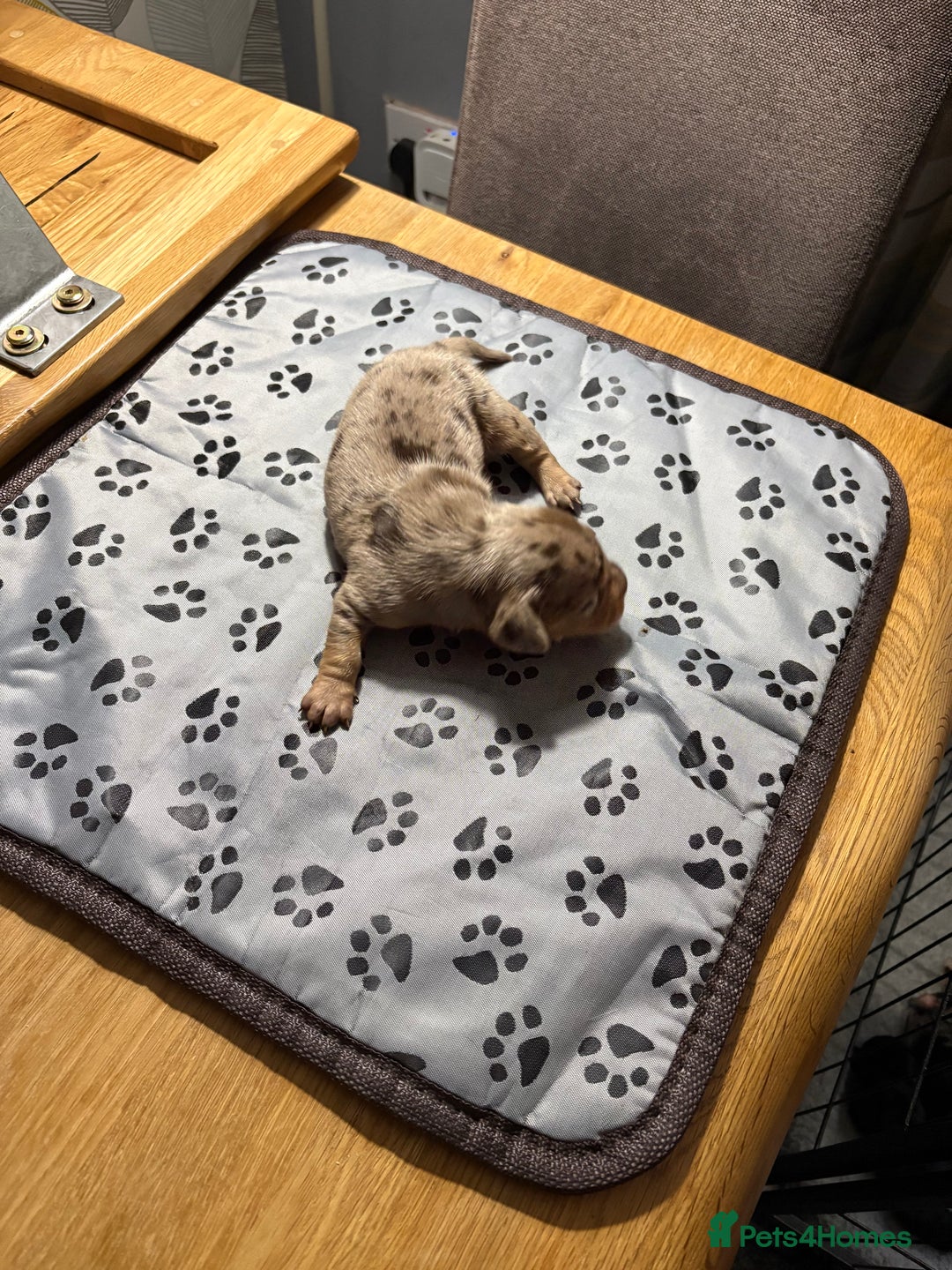Dachshund dogs for sale: Cross miniature dachshund puppies - Image 3