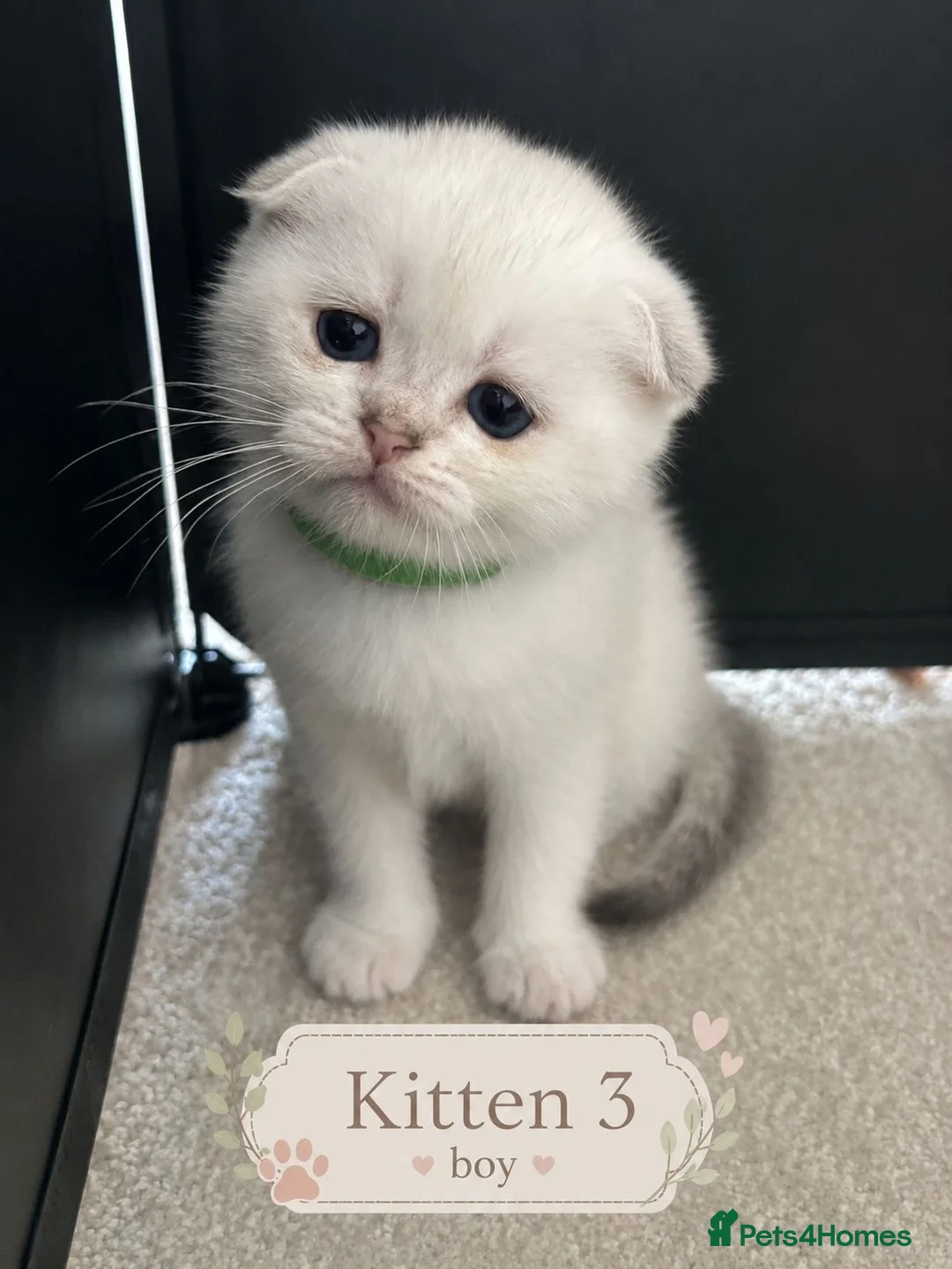 Scottish Fold cats for sale: ONE SCOTTISH STRAIGHT BOY LEFT - Advert 18