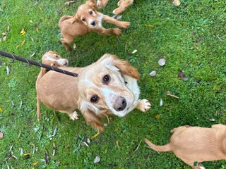 Cocker Spaniel dogs Our 4 beautiful cocker spaniel pups for sale - Advert 2