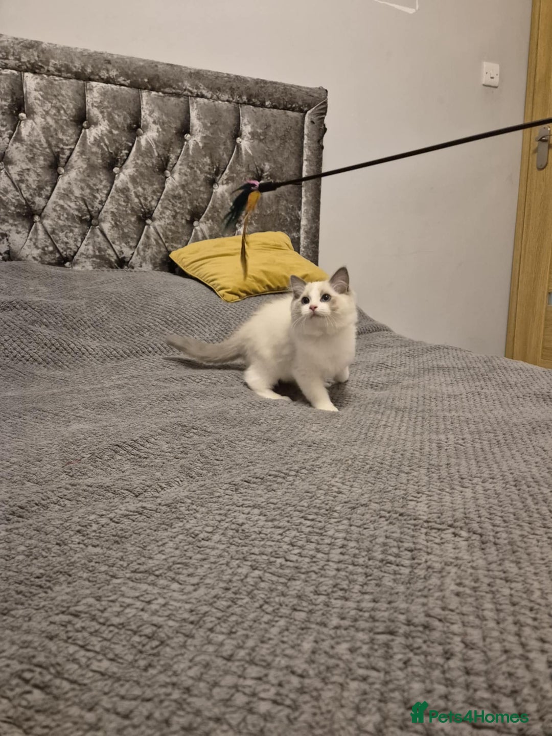 Ragdoll cats for sale: 1 Male Tica Registered Available. Ready Now - Advert 20