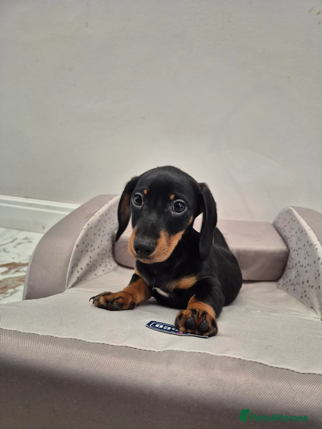 Dachshund dogs for sale: 💙 Miniature Dachshund Boy!💙 - Advert 26