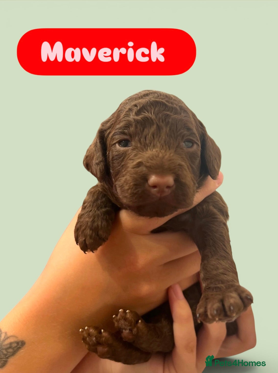 Cockapoo dogs 1 Male F1B Cockapoo Puppy Remaining 🐶🧸🤎 - Advert 3