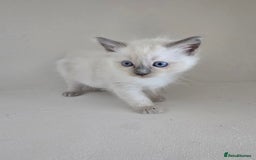 Ragdoll cats for sale: Ragdoll kittens for sale - Image 5