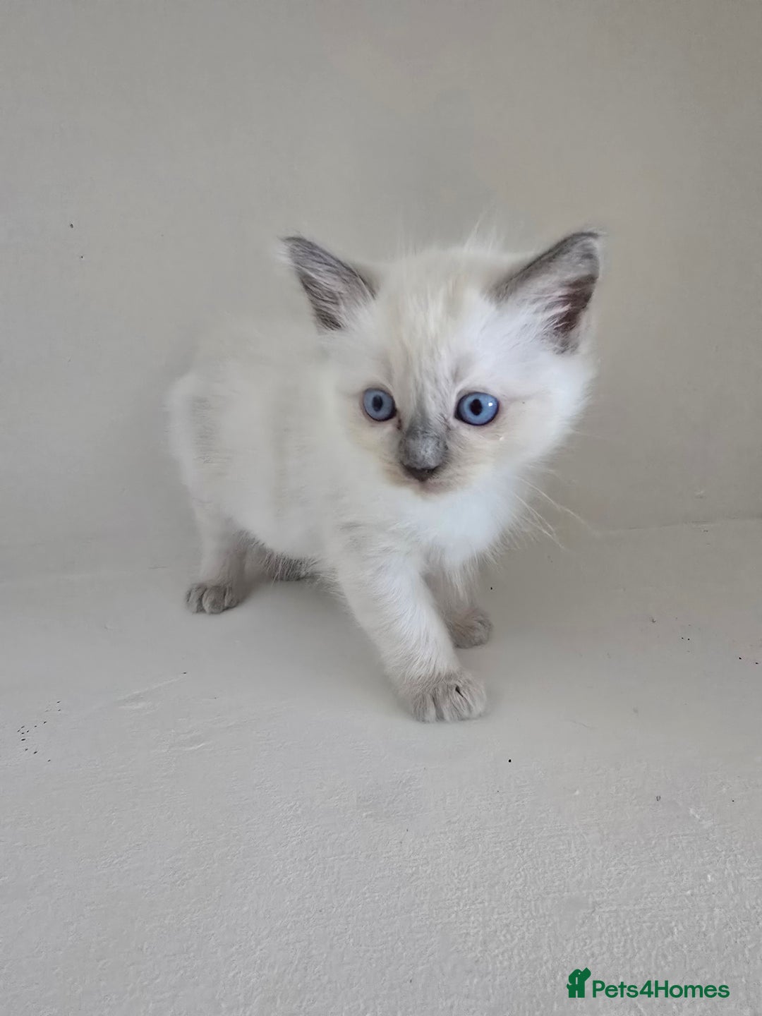 Ragdoll cats for sale: Ragdoll kittens for sale - Image 5
