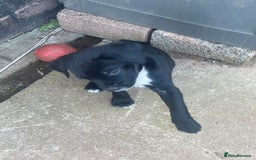 Mixed Breed dogs for sale: Aussie shepherd/staffy - Image 19