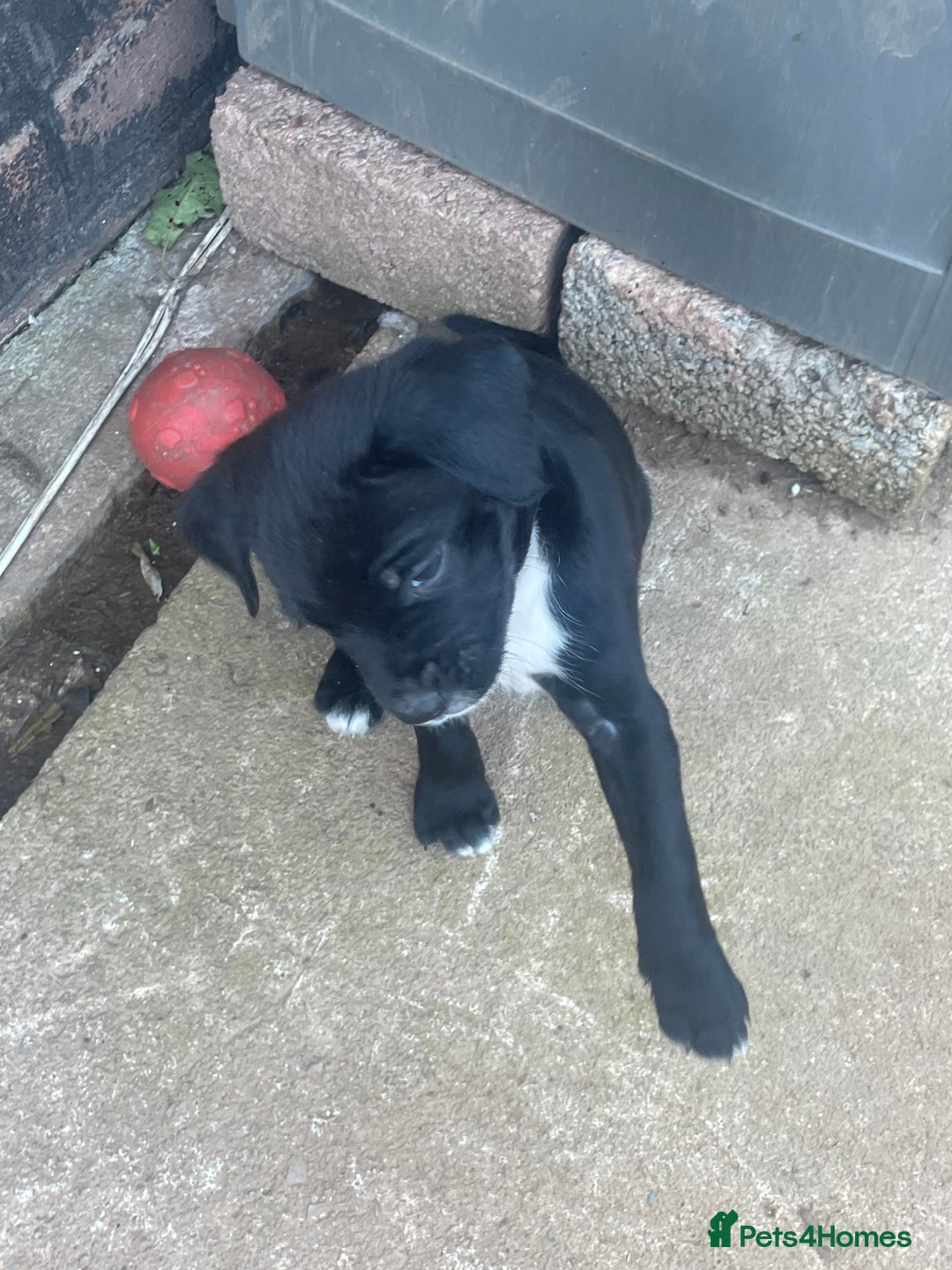 Mixed Breed dogs for sale: Aussie shepherd/staffy - Image 19