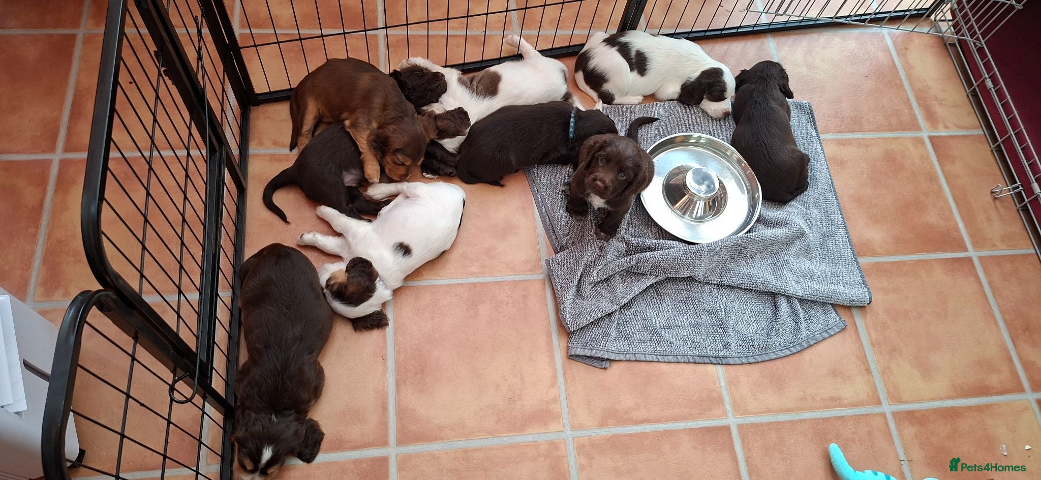 Cocker Spaniel dogs Gorgeous litter of Cocker Spaniel Puppies - Advert 2