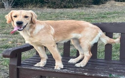 Golden Retriever dogs for sale: 7 months old Golden Retriever - Image 1