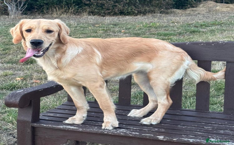 Golden Retriever dogs - Advert 1