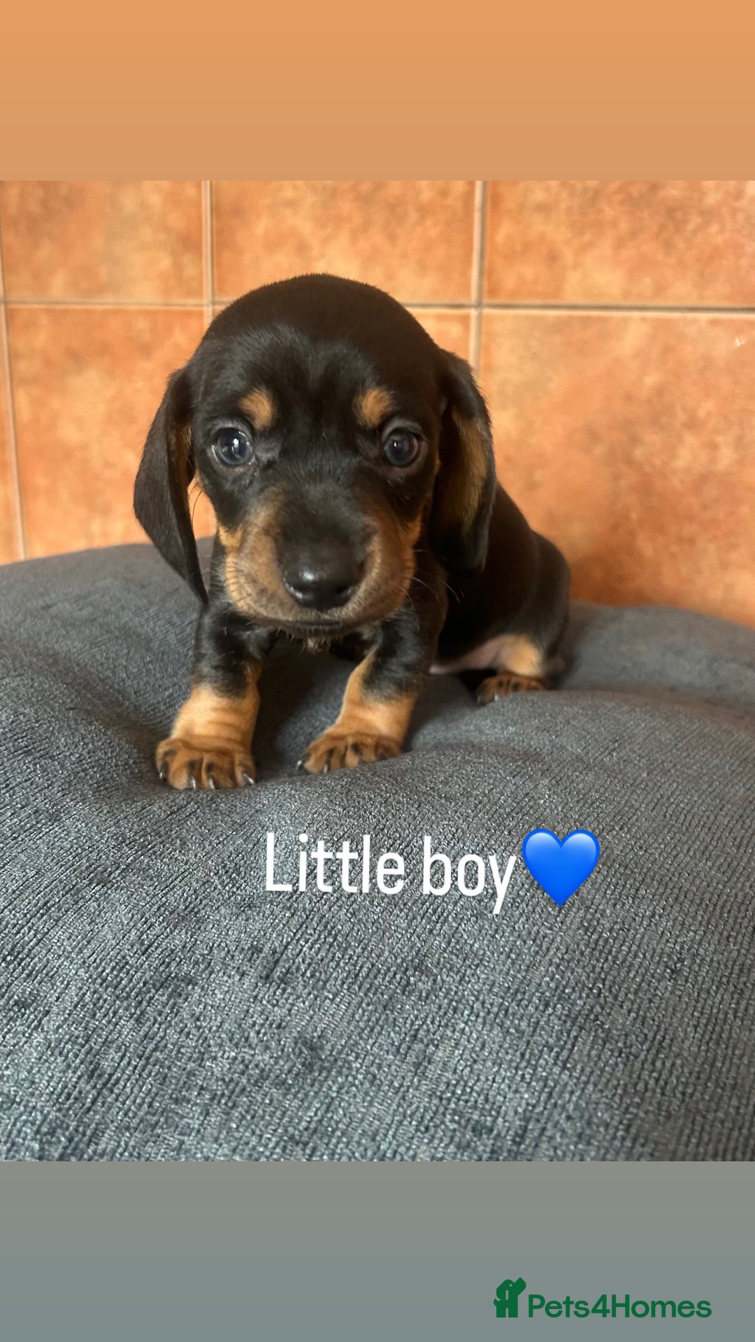 Miniature Dachshund dogs for sale: READY TO LEAVE BLACK/TAN MINIATURE DACHSHUND KC  - Image 9