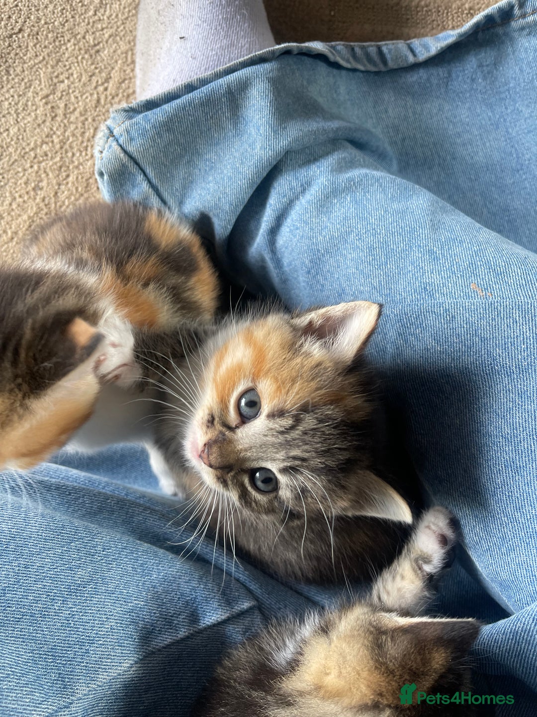 RagaMuffin cats for sale: Bradford based Kittens for sale  - Image 3