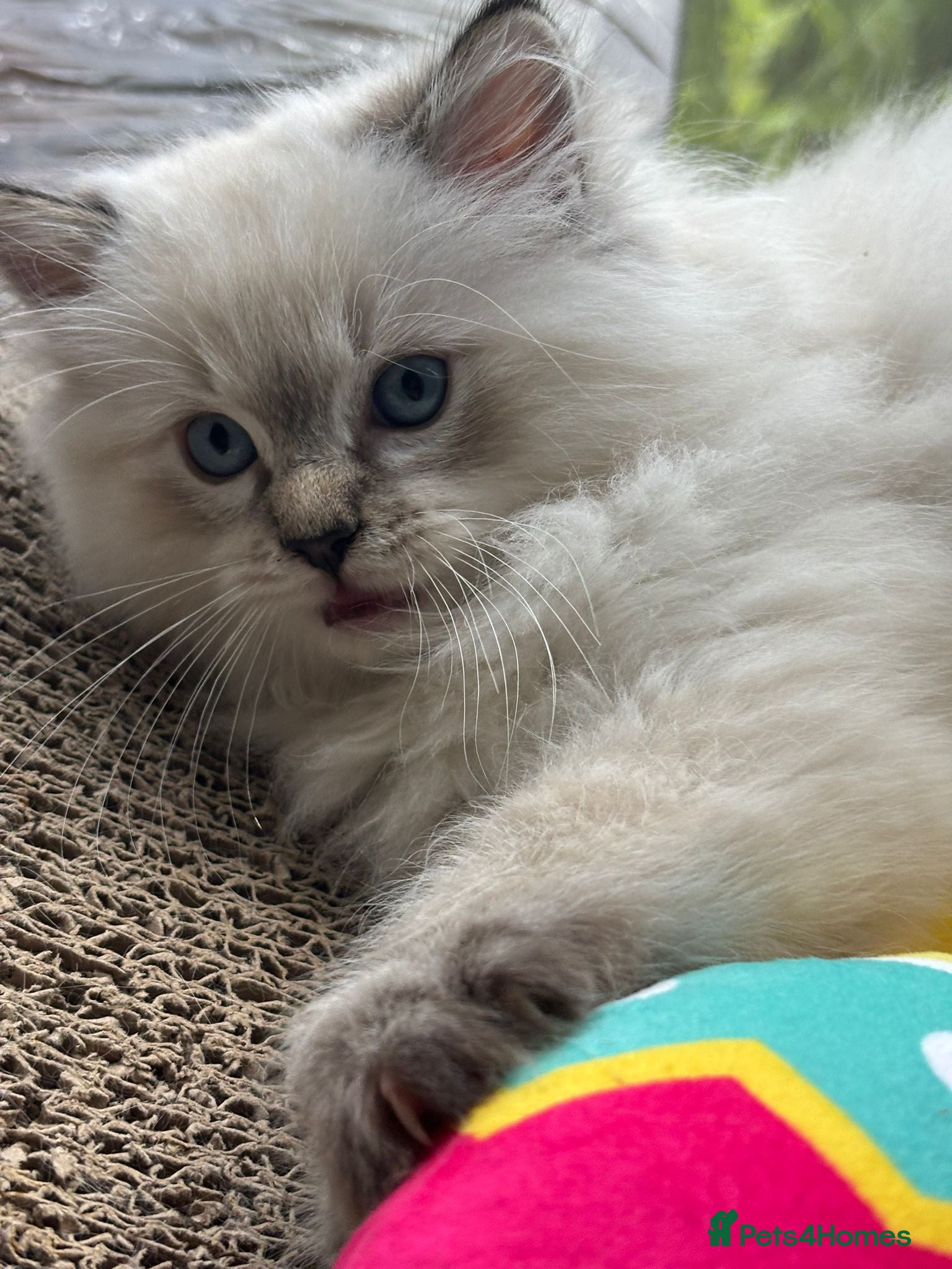 Ragdoll cats 2 Stunning TICA Ragdoll Boys  - Advert 2