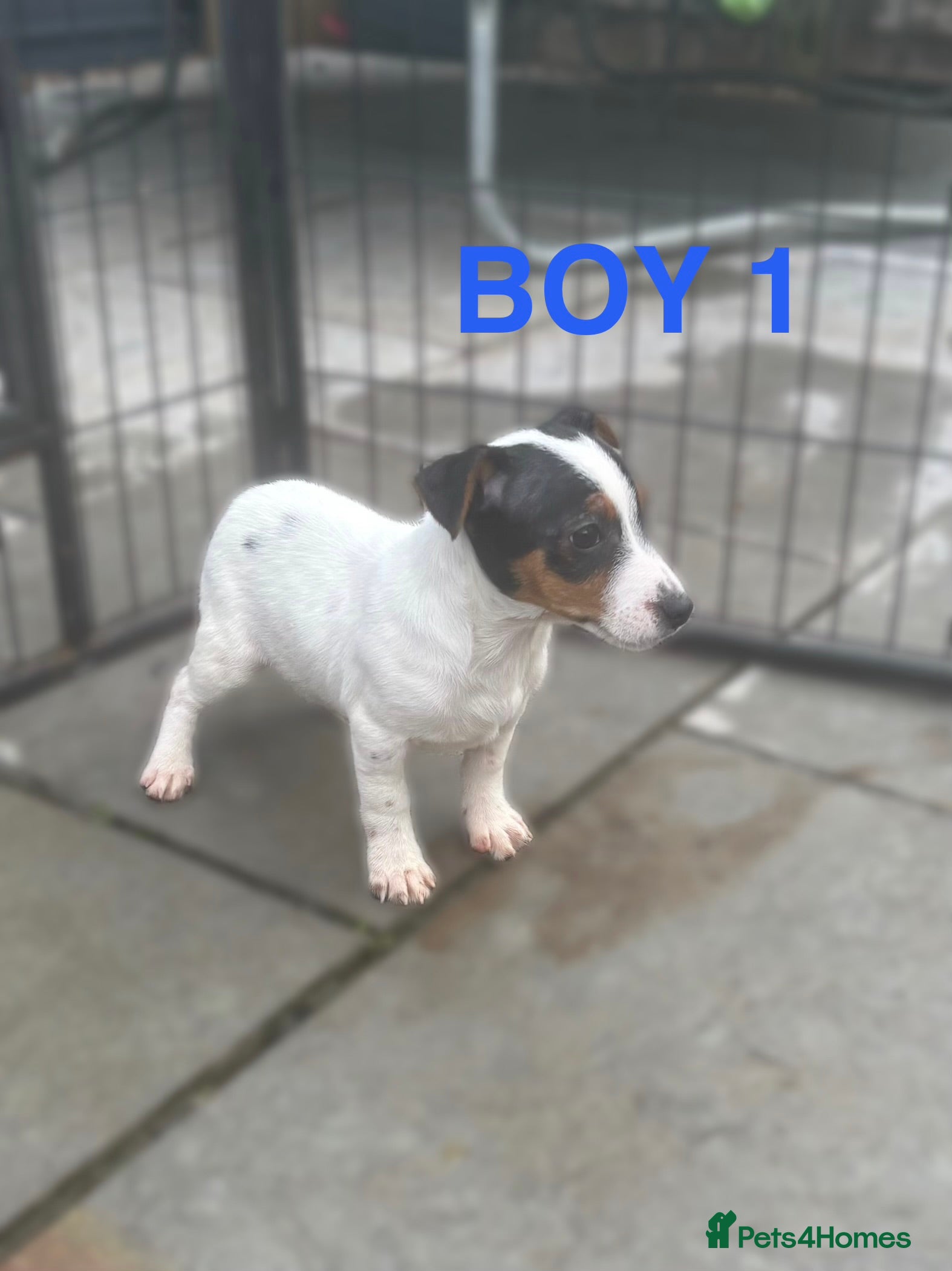 Jack Russell dogs Jack Russels  - Advert 15