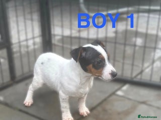 Jack Russell dogs Jack Russels - Advert 13