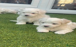 Maltese dogs for sale: Bichonul Maltese - Image 4