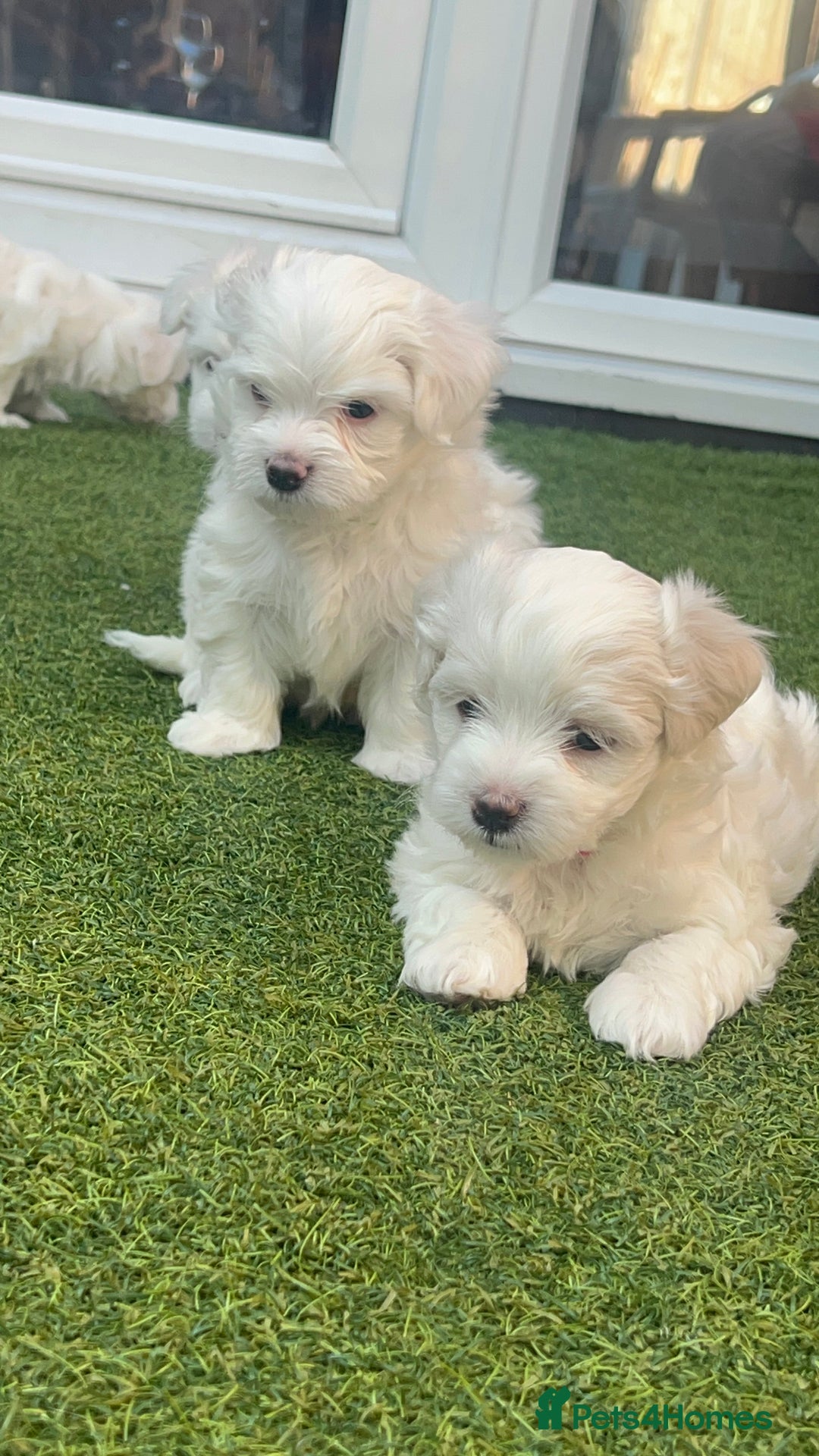 Maltese dogs for sale: Bichonul Maltese - Image 4