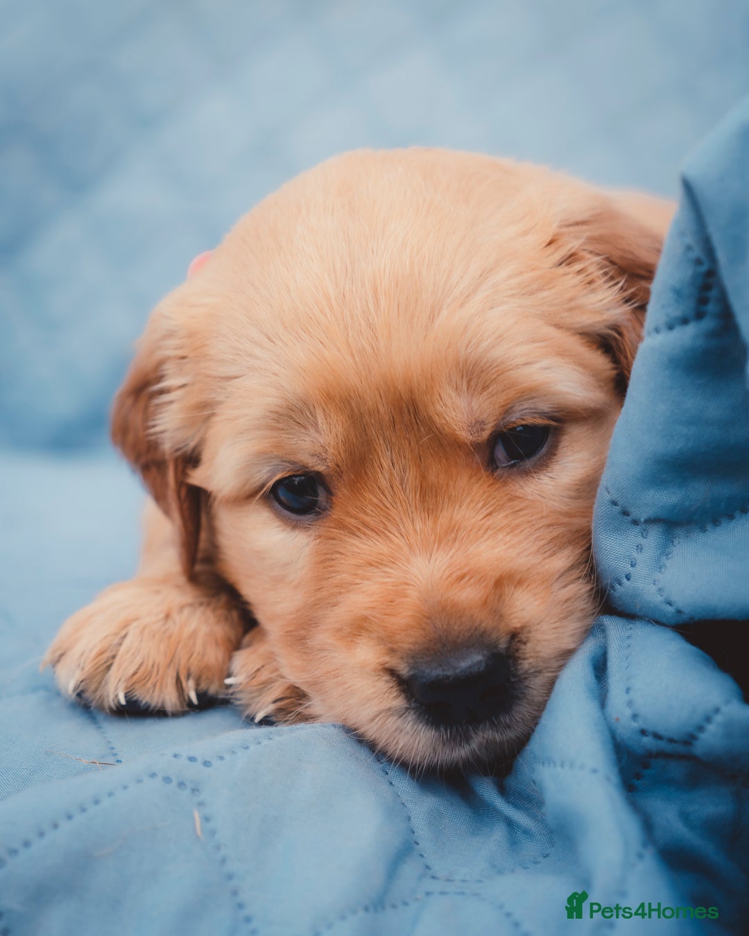 Golden Retriever dogs for sale: Golden Retriever Puppies KC Dad  - Image 20