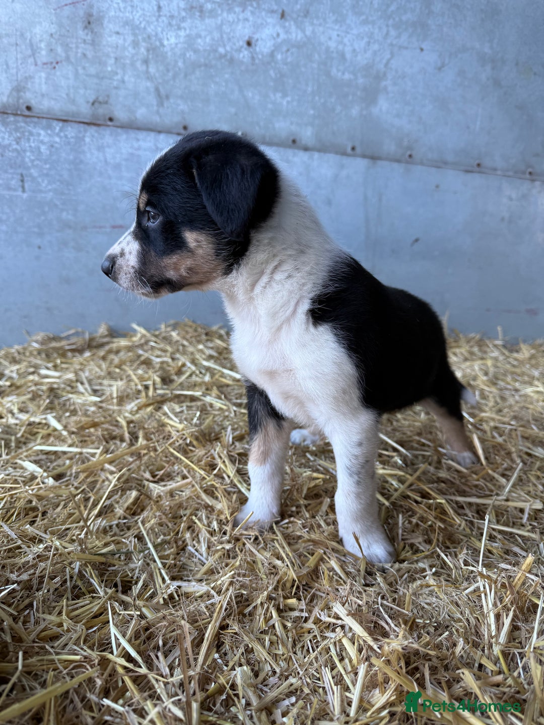 Border Collie dogs for sale: Border Collies Puppies For Sale - Image 2
