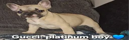 French Bulldog dogs for sale: STUNNING FRENCH BULL DOG PUPS READY NOW - Advert 10