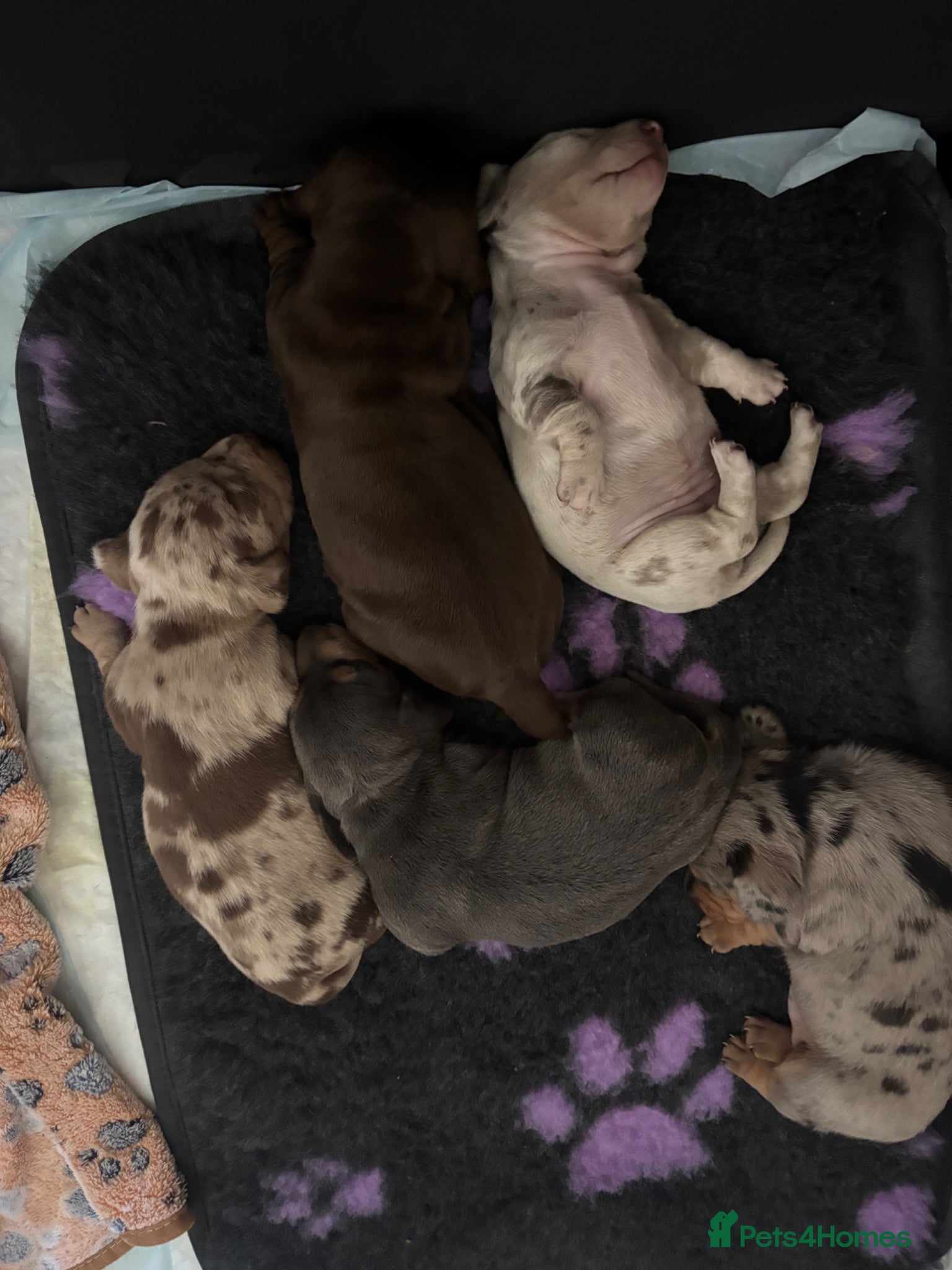 Miniature Dachshund dogs 🐾 Miniature Dachshund Puppies 1 Boy & 3 Girls 🐾 - Advert 4