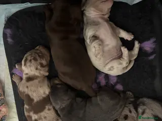 Miniature Dachshund dogs 🐾 Miniature Dachshund Puppies 1 Boy & 3 Girls 🐾 - Advert 4