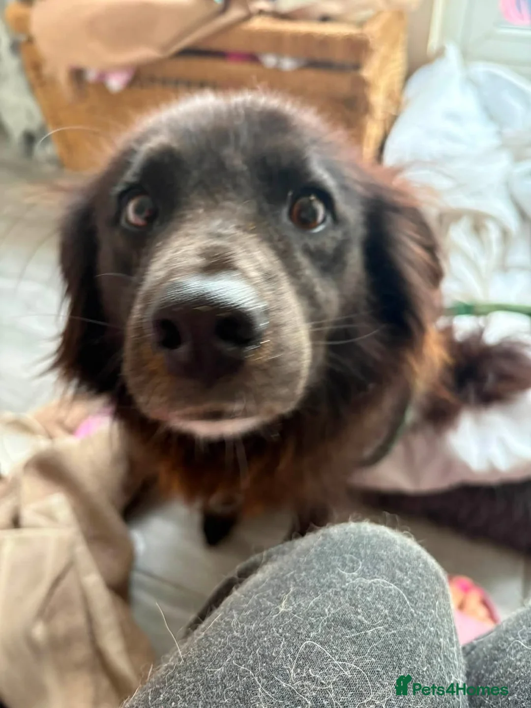 Mixed Breed dogs for adoption: Pippa - Norwich Norfolk  - Advert 2