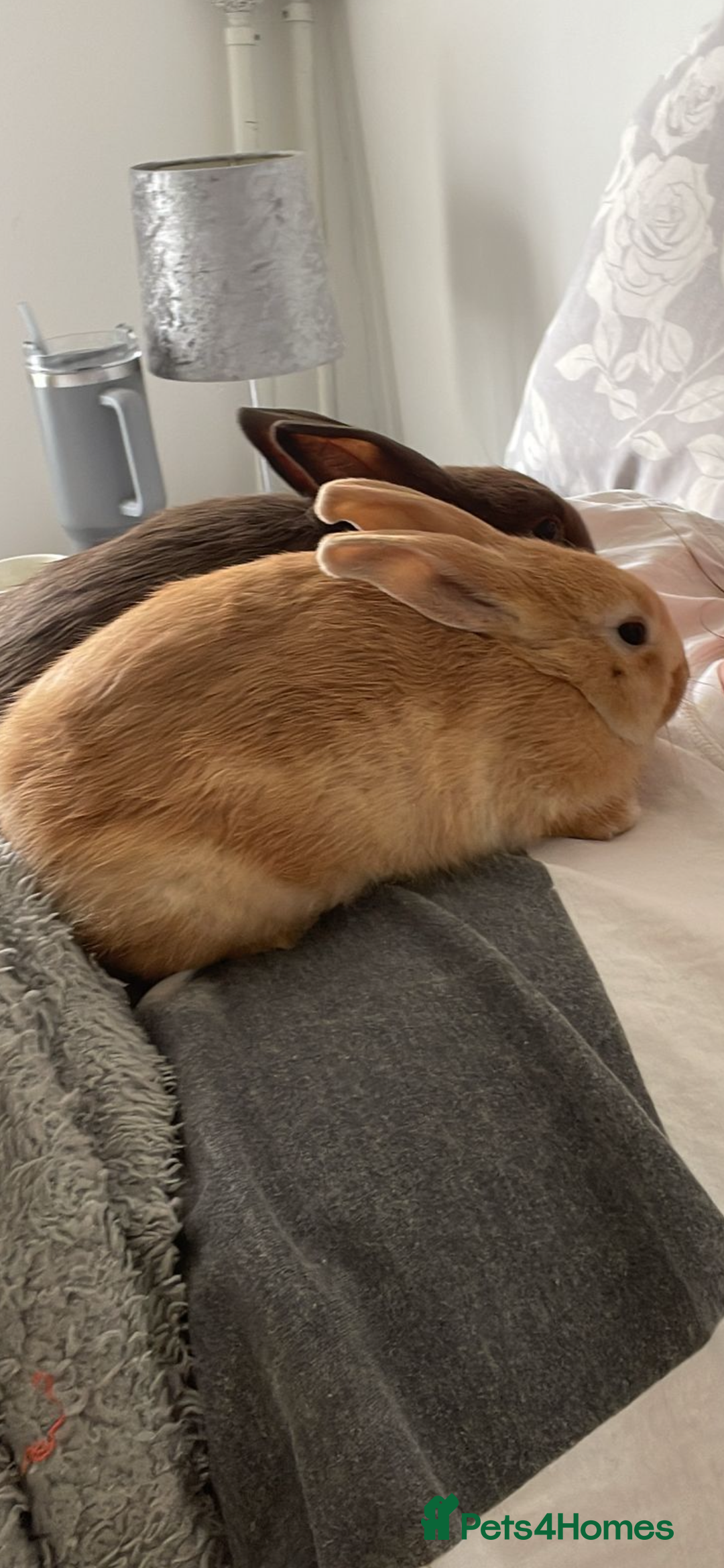 Mini Lion Lop rabbits for sale: 3 female dwarf one female mini lip  - Image 3