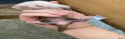 Ferret rodents for sale: 9 ferret kits - Advert 3