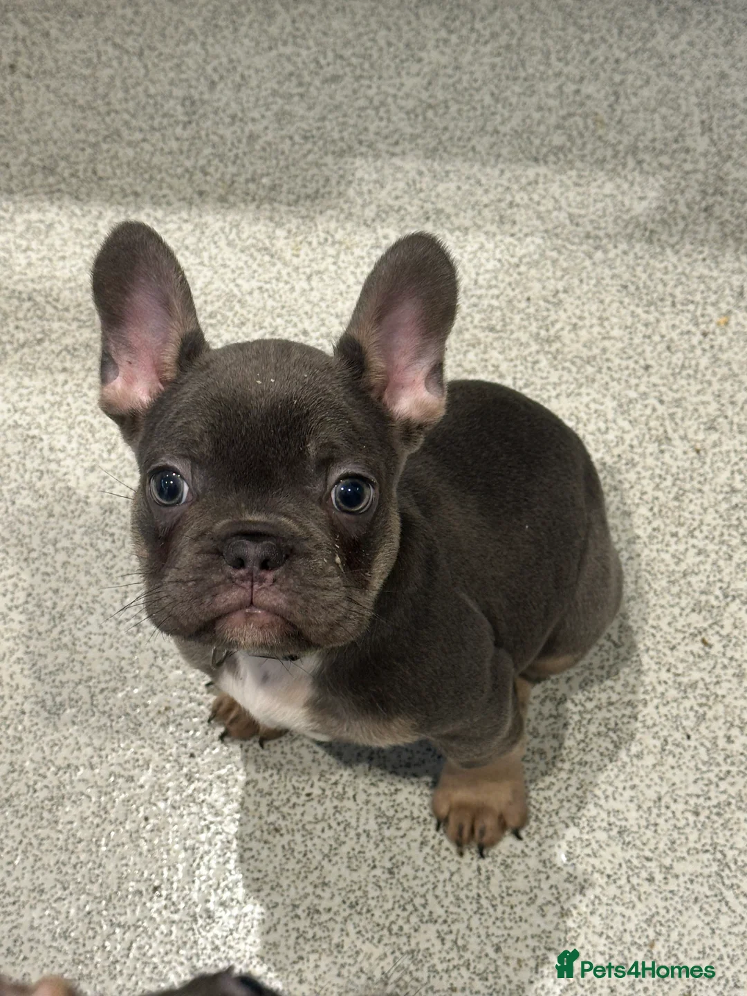 French Bulldog dogs for sale: KC registered French Bulldog Puppies - Advert 1