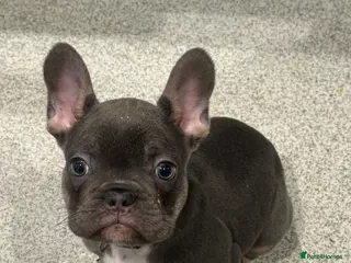 French Bulldog dogs KC registered French Bulldog Puppies - Advert 1
