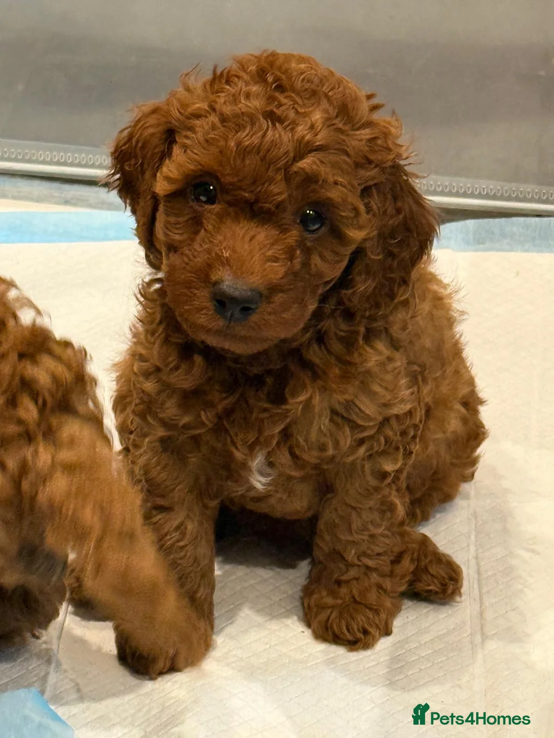 Cockapoo dogs for sale: Stunning Deep Red F1B cockapoo in Guildford - Advert 2