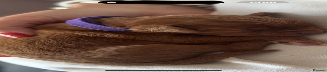 Labradoodle Purple Collar 