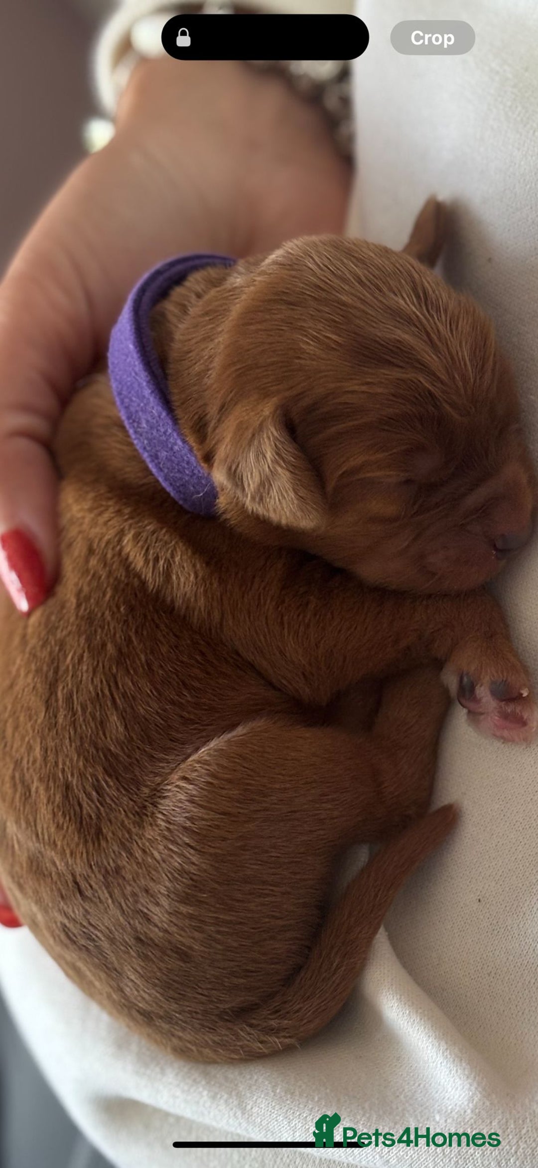 Labradoodle dogs for sale: F1 Toy / Miniature Labradoodles  - Advert 14